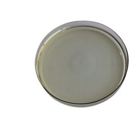 High Quality Food Infredients Natural Cucumber Powder Cucumber Extract Powder Cucumber Extract